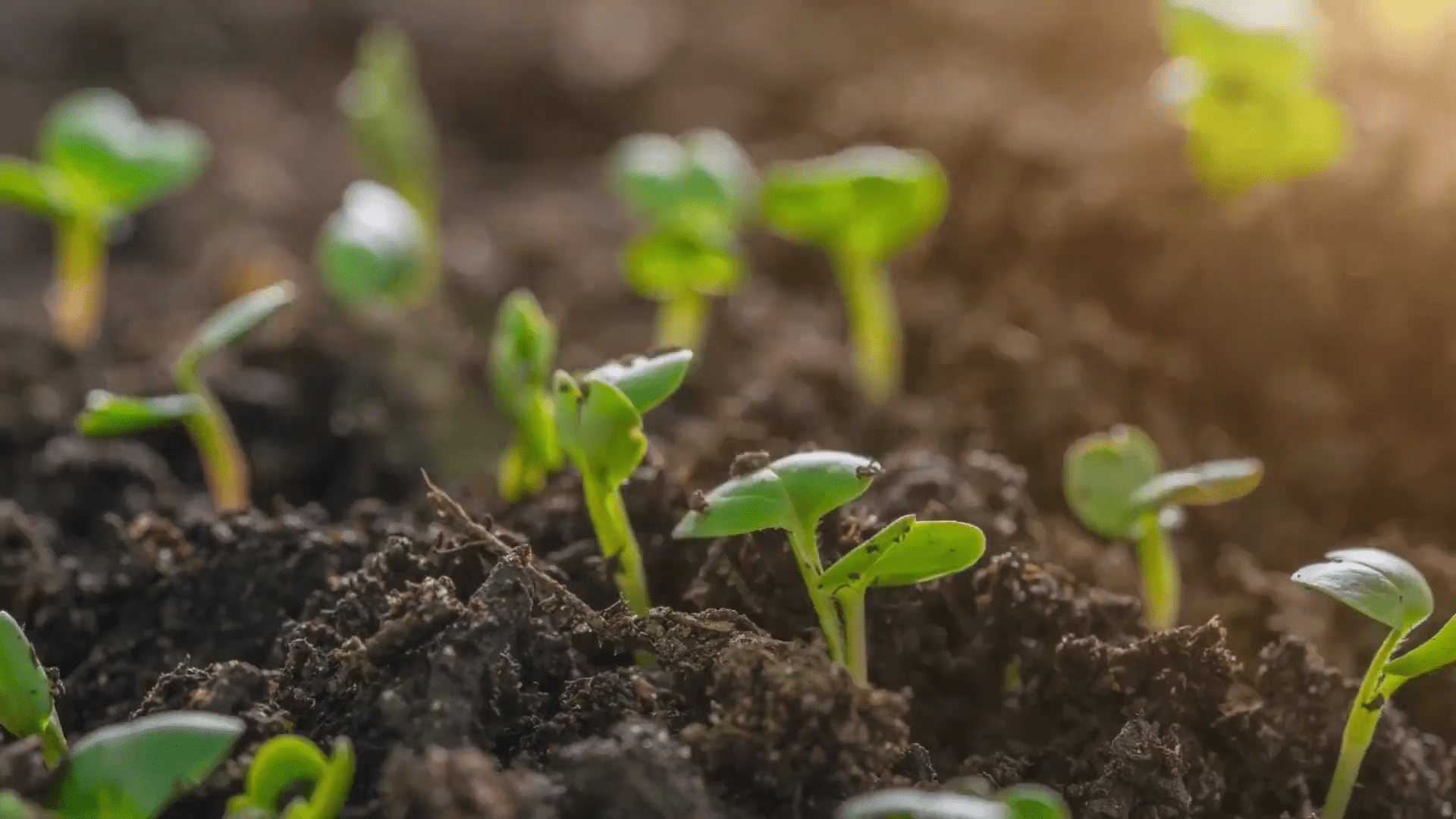 New Zealand’s Independent Leading Expert In Soil Fertility, Hamilton-Based Gordon Rajendram, Discusses Soil Health and Its Importance In Farm Profitability.