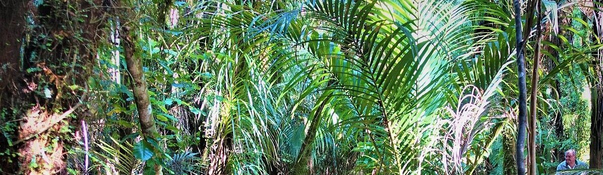 Discover Waiau Kauri Grove: Coromandel’s Best-Kept Secret 45 Minutes from 1093 Tairua Whitianga Road
