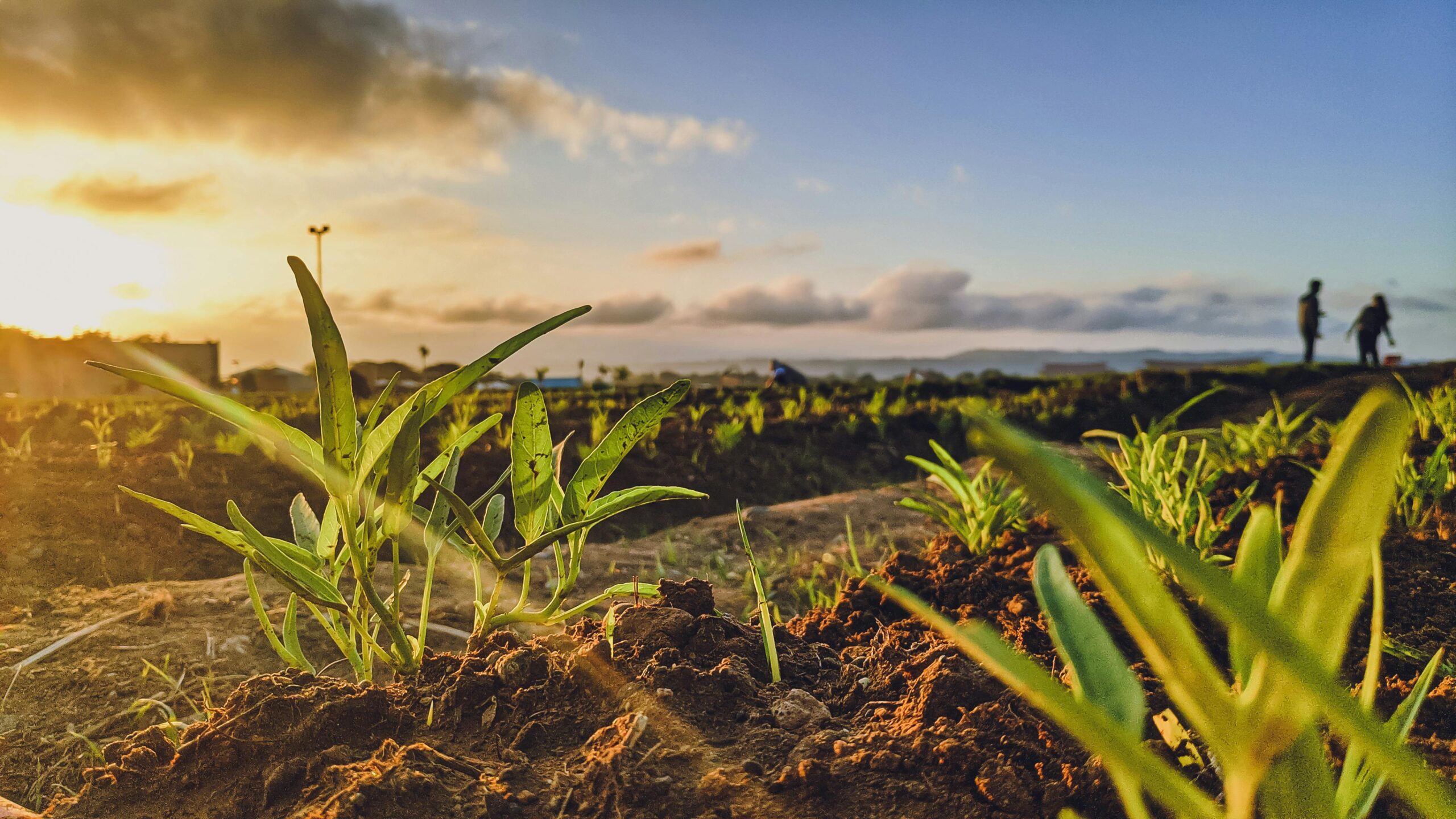 Canterbury – based Agraforum New Zealand: Revolutionising Soil Management with EnviroCal