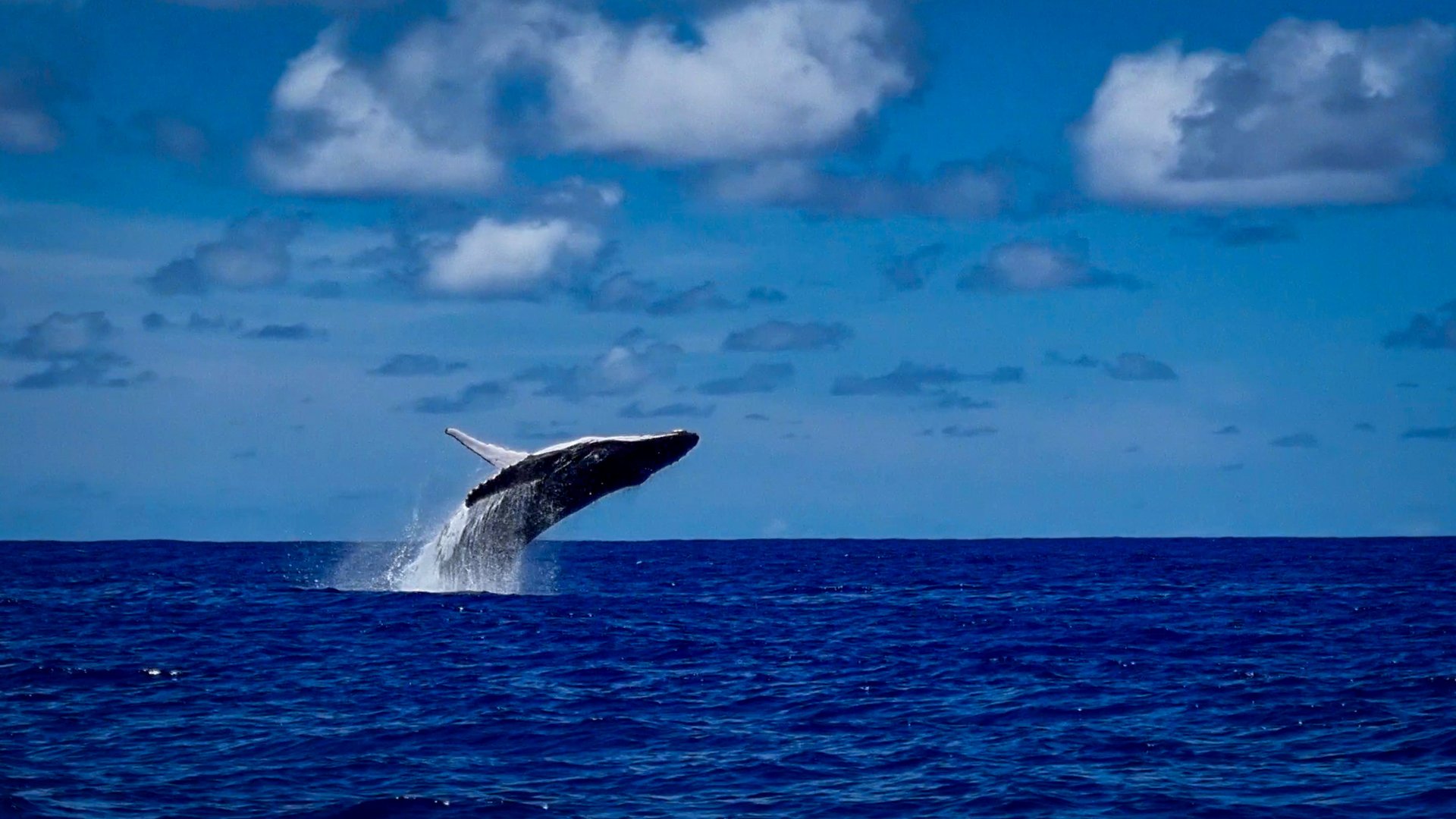 Discover Winter in Paradise: Whale Watching & Island Adventures with Pacific Resort Hotel Group