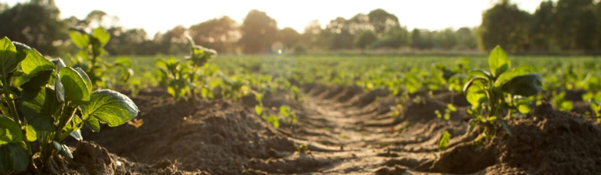 Profile Fertilisers New Zealand, Highlights the Power of Fertilisers for Soil Microbiology Health