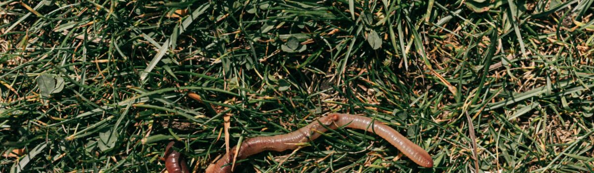 Pahiatua’s Profile Fertilisers: The Impact of Earthworms and Calcium on Soil Health