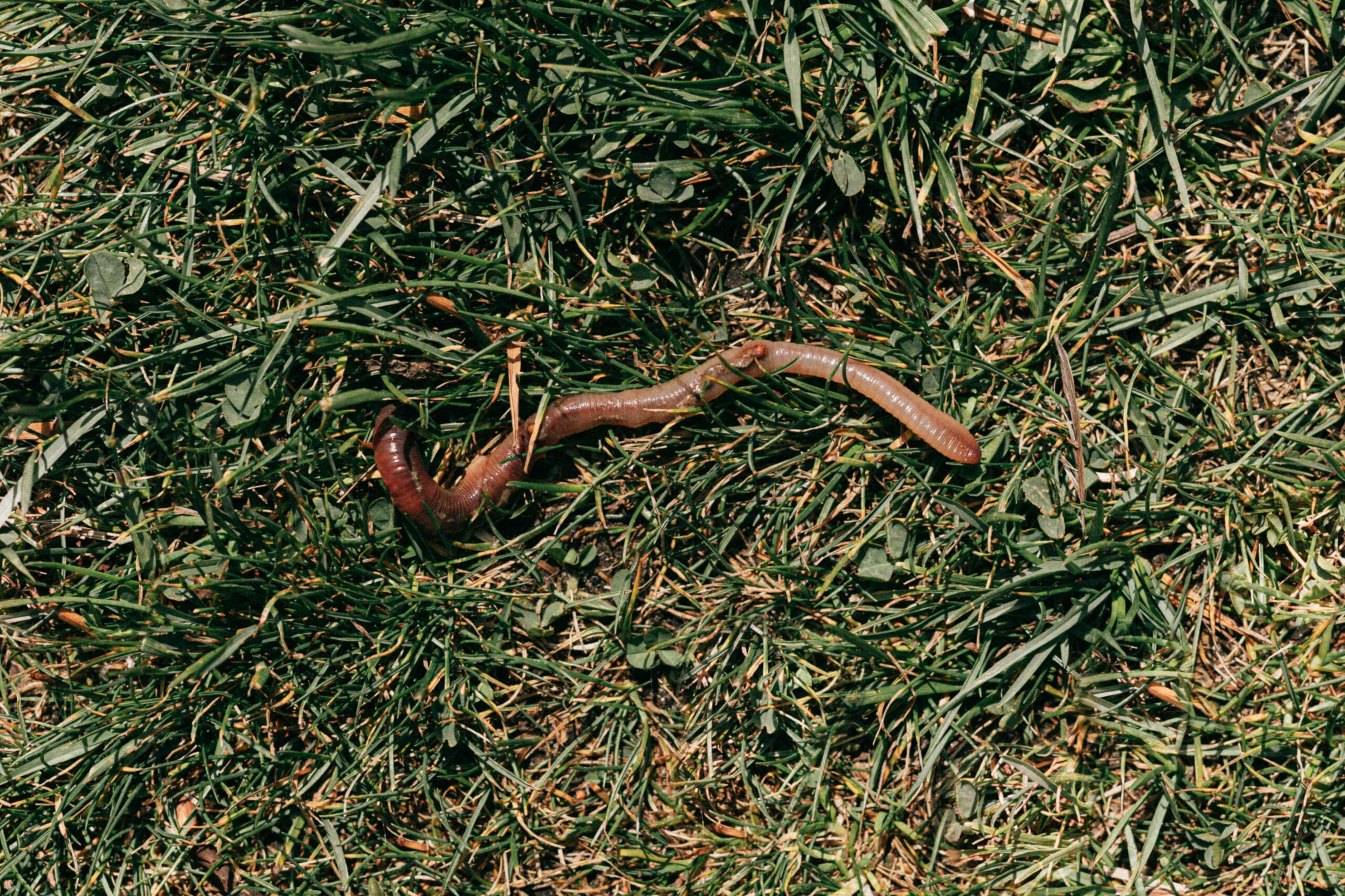 Pahiatua’s Profile Fertilisers: The Impact of Earthworms and Calcium on Soil Health