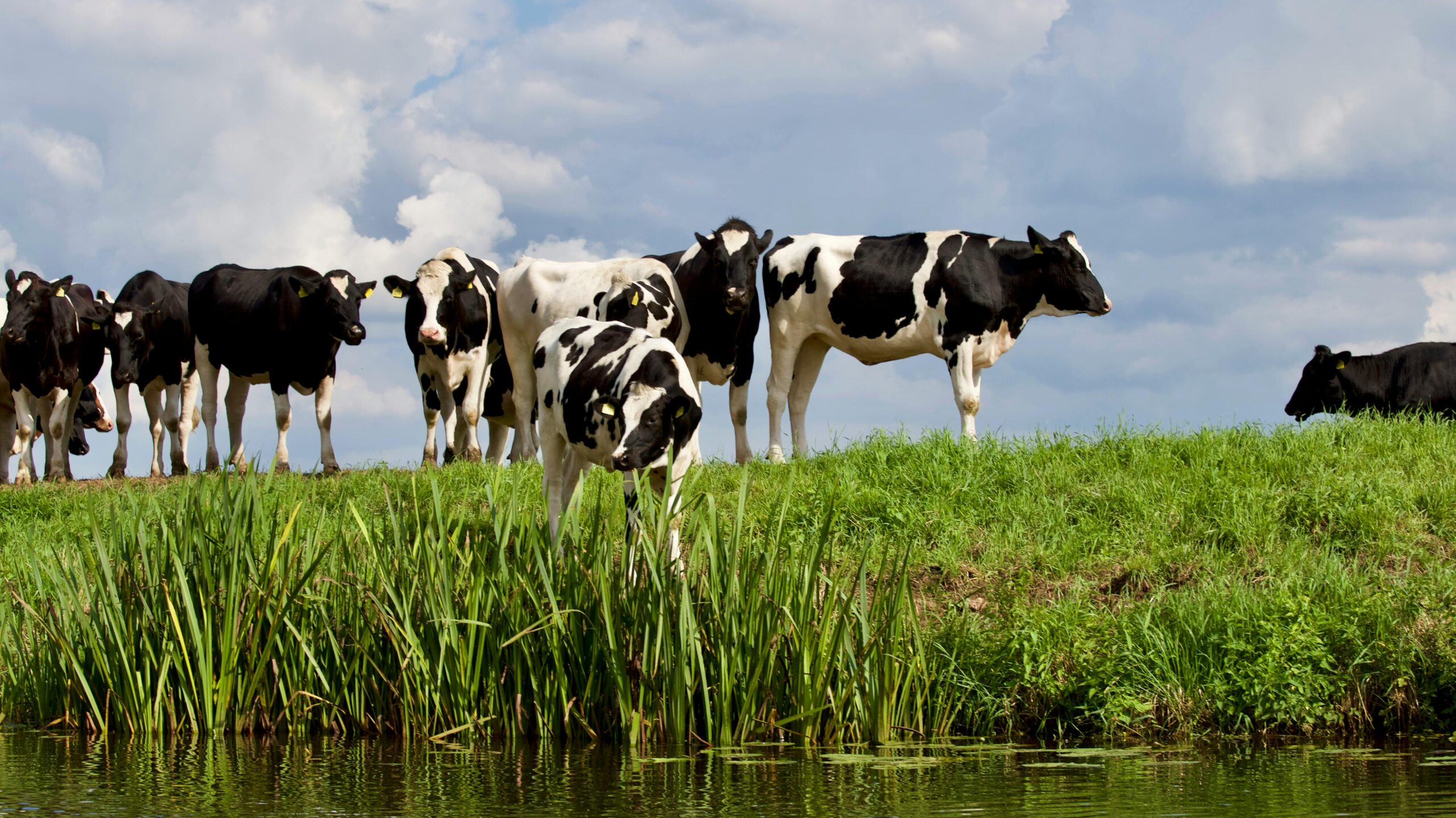 Maximising Urea-Nitrogen Efficiency: How Profile Fertilisers Pahiatua Enhances Pasture Growth and Sustainability