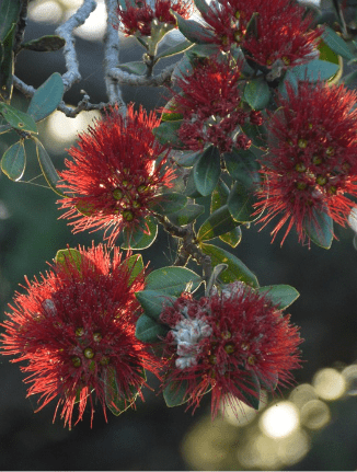 Escape to Auckland’s Bethells Beach Cottages This Festive Season