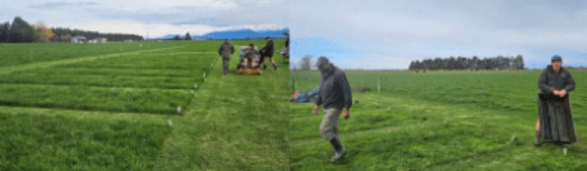 Agraforum New Zealand: Tackling Soil Compaction for Dairy Farmers with Proven Solutions