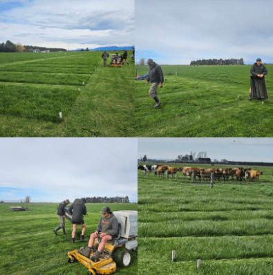 Agraforum New Zealand: Tackling Soil Compaction for Dairy Farmers with Proven Solutions