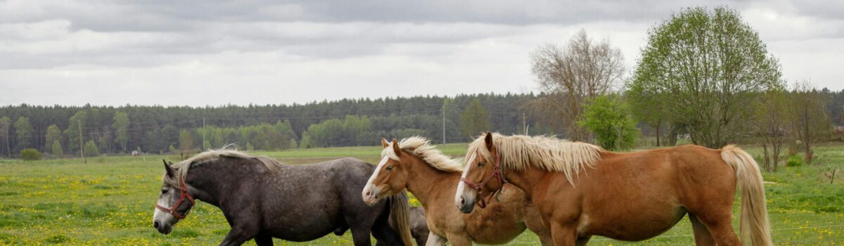 Leading Hamilton Soil Scientist Dr Gordon Rajendram: Nutrients and Minerals in Spring Grass and How Pasture and Soil Testing Can Optimise Horse and Stock Health