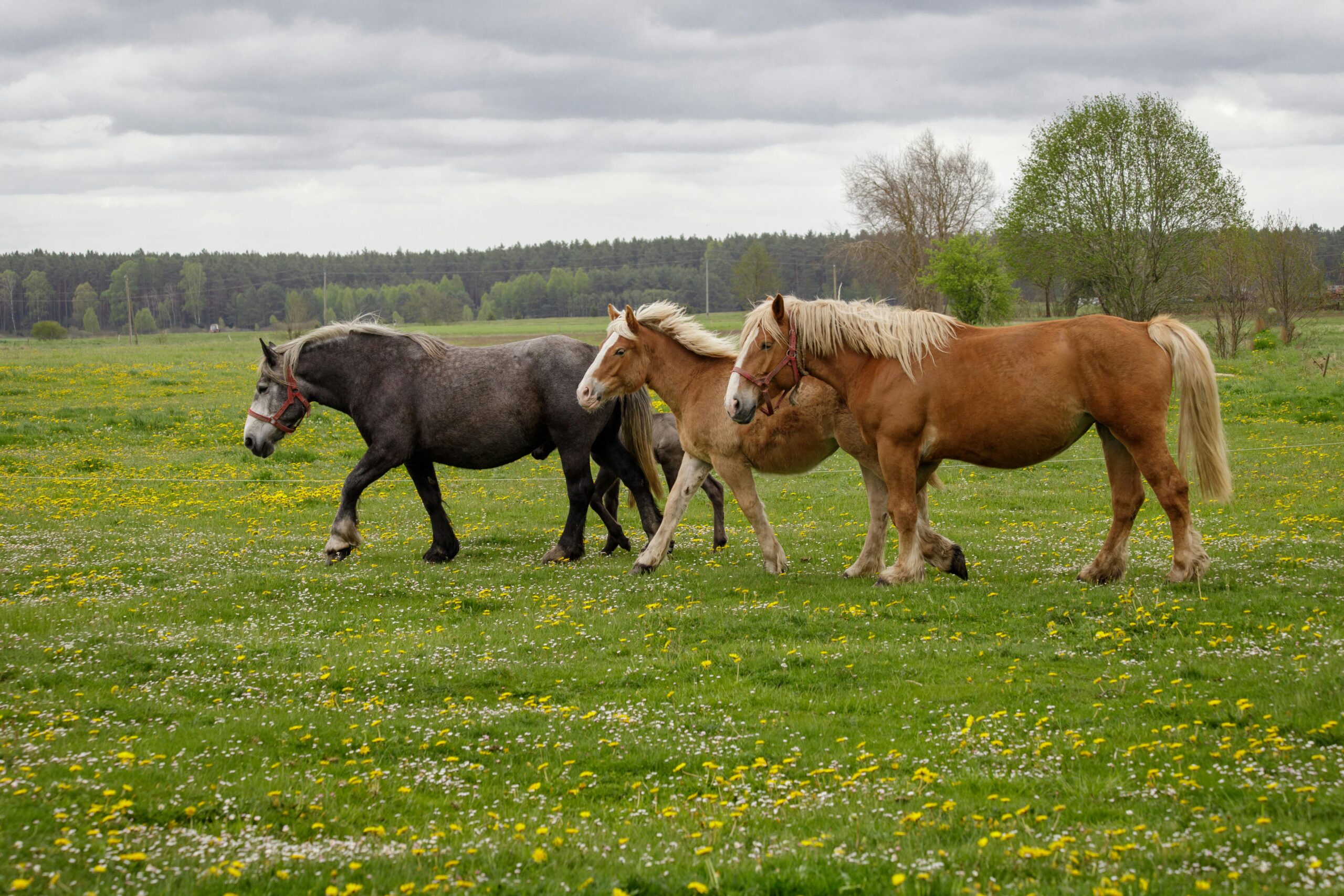 Leading Hamilton Soil Scientist Dr Gordon Rajendram: Nutrients and Minerals in Spring Grass and How Pasture and Soil Testing Can Optimise Horse and Stock Health