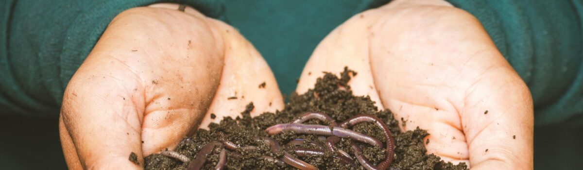 Earthworms: Catalysts for Soil Health in Agriculture with Canterbury’s Agraforum New Zealand