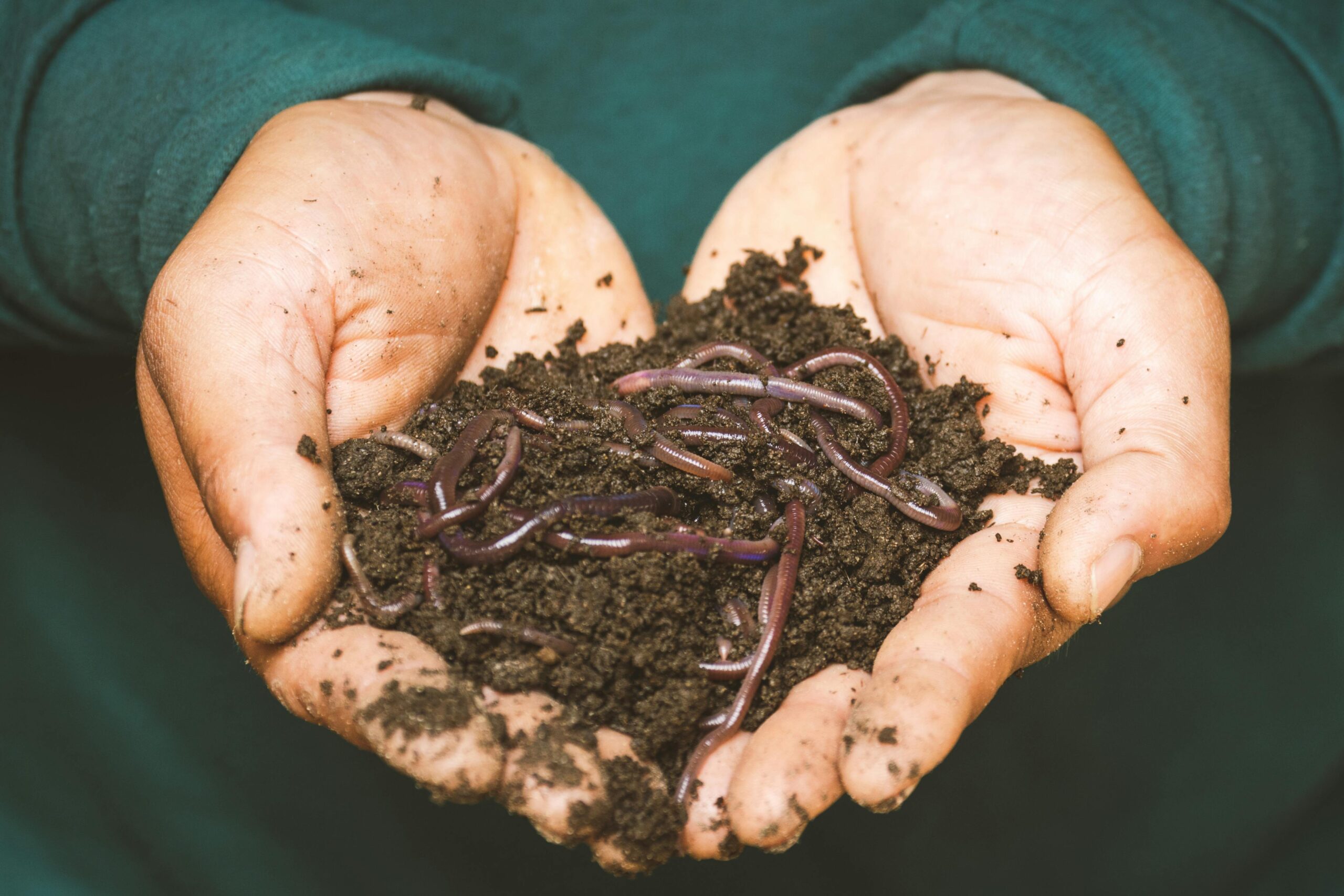 Earthworms: Catalysts for Soil Health in Agriculture with Canterbury’s Agraforum New Zealand