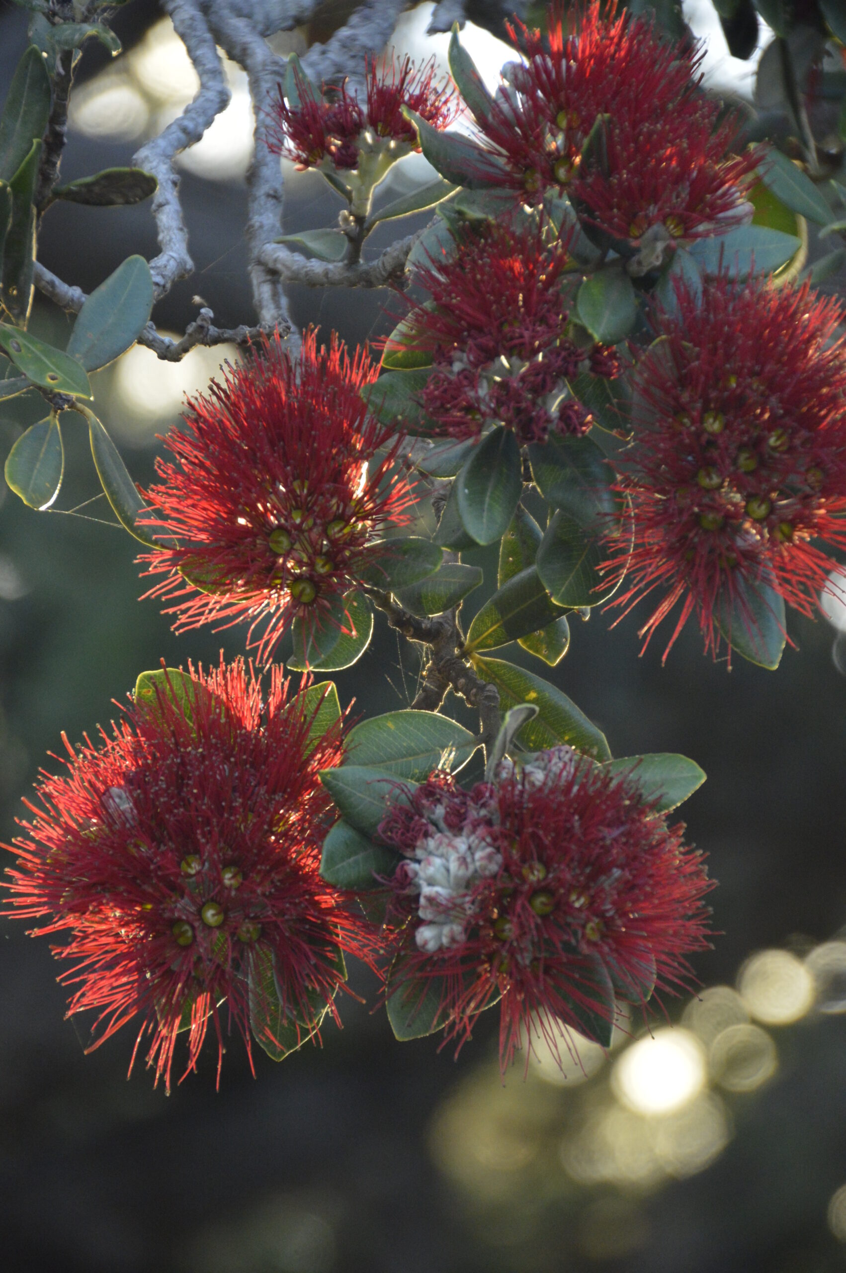 Celebrate the Festive Season with Bethells Beach Cottages’ Christmas Dinner