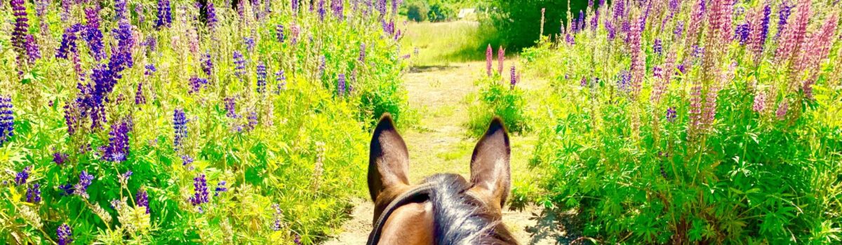 The Perfect Christmas Gift: An Adventure in Cardrona Valley with The Cardrona Horse Treks & 4×4 ATVs