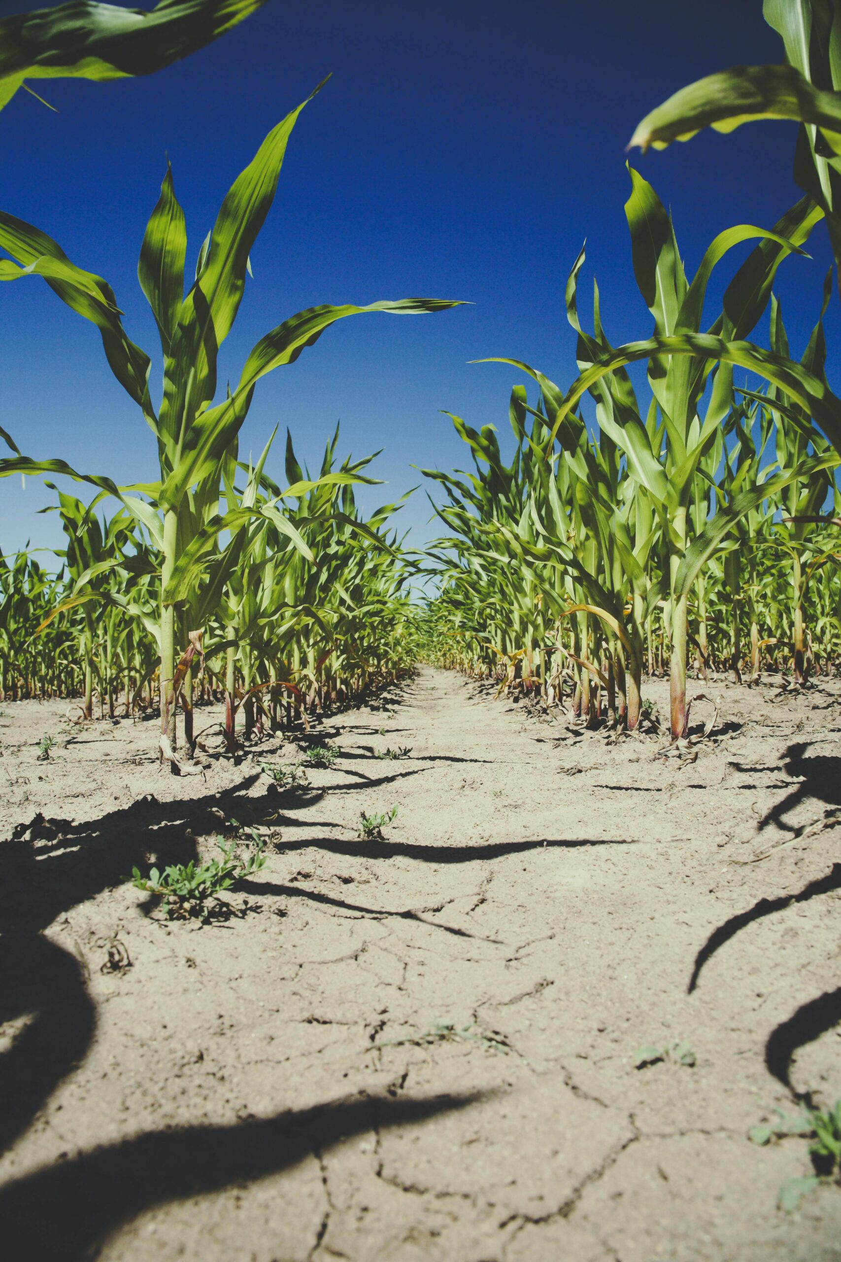 7 Common Summer Soil Problems and How to Solve Them: Leading Soil Scientist Dr Gordon Rajendram Shares Expert Tips