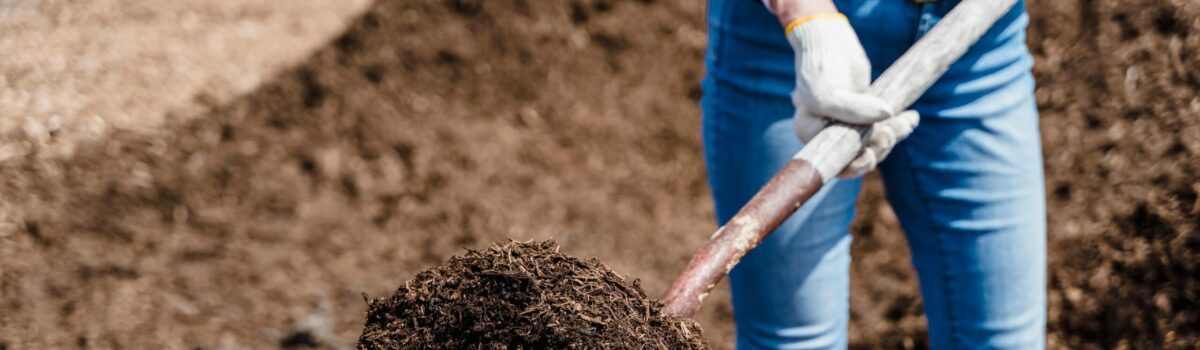 The Role of Organic Mulches in Protecting Soil Health During Summer Droughts – Insights from Dr Gordon Rajendram